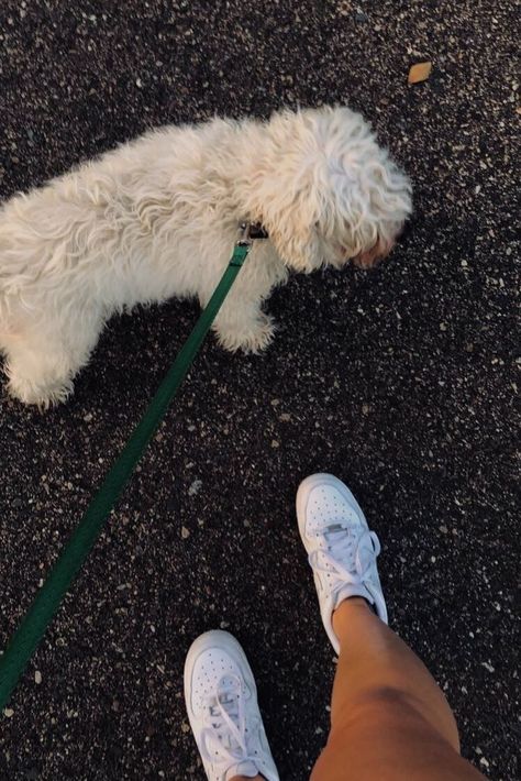 Summer Morning Walk Aesthetic, Dog Photos Aesthetic, Aesthetic Dog Walking Pictures, Taking Dog For A Walk, Summer Dog Walk Aesthetic, Picture With Dog Aesthetic, Dog Walking Pictures, Walk Dogs Aesthetic, Pictures With Dogs Aesthetic