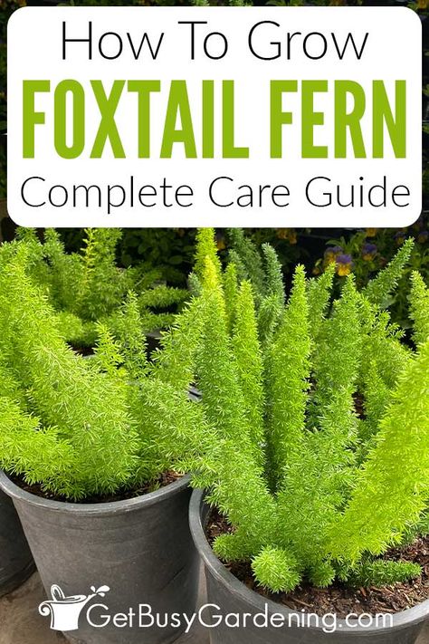 If you love the bushy fronds of a foxtail fern and want to grow one in your home or garden, check out this detailed Myers fern asparagus care guide. I’ve shared everything a beginner gardener needs to know about foxtail fern care, including how much water, sunlight, and fertilizer it needs, plus how to choose the right foxtail fern soil, how to prune, and how to propagate them. Whether you want to grow an Asparagus densiflorus Myersii indoors or outdoors, my tips can help you keep them healthy. Foxtail Fern Care, Asparagus Fern Care, Foxtail Plant, Asparagus Densiflorus, Grow Asparagus, Fern Planters, Fern Care, Indoor Ferns, Foxtail Fern