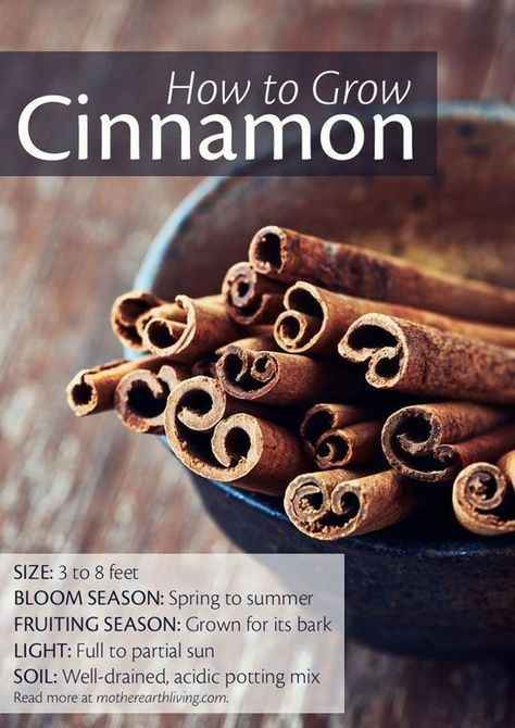 Growing Cinnamon, Grow Cinnamon, Mother Earth Living, Easy Gardening, Vegetable Garden Diy, Living Modern, Home Vegetable Garden, Olive Garden, Food Garden