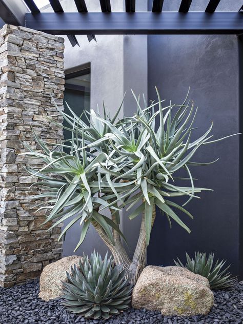 Tropical Desert Landscape, Desert Grasses Landscaping, Desert Mediterranean Landscape, Texas Desert Landscaping, Desert Courtyard Ideas, Phoenix Landscaping Ideas, Arizona Pool Landscaping Ideas, Landscaping With Rocks Around House, High Desert Landscaping Ideas