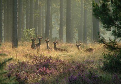 Sika Deer | Who's watching who? Deer, Trees, Purple, Flowers, Pine Trees, In The Middle, The Middle, Forest, Pins