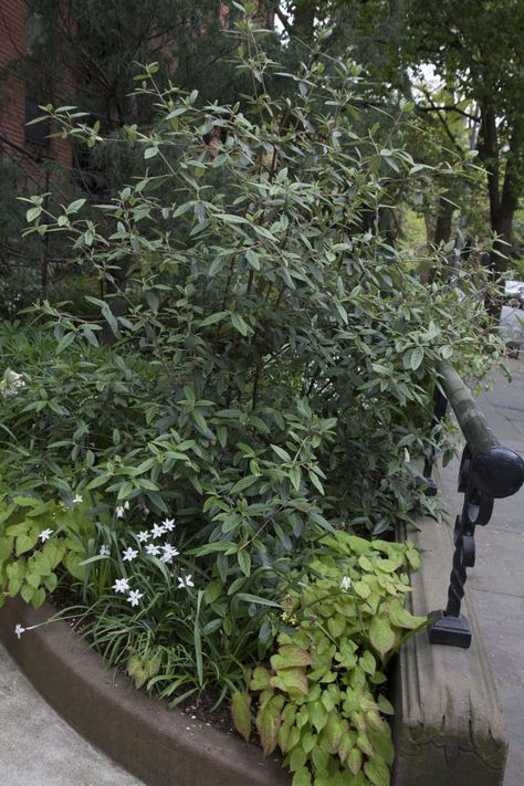 Garden Visit: At Home in Brooklyn Heights with Artists Maria Robledo and Holton Rower Viburnum Pragense, Brooklyn Garden, Design A Garden, Ocean Garden, Townhouse Garden, Front Gardens, Container Ideas, Brooklyn Heights, Front Steps