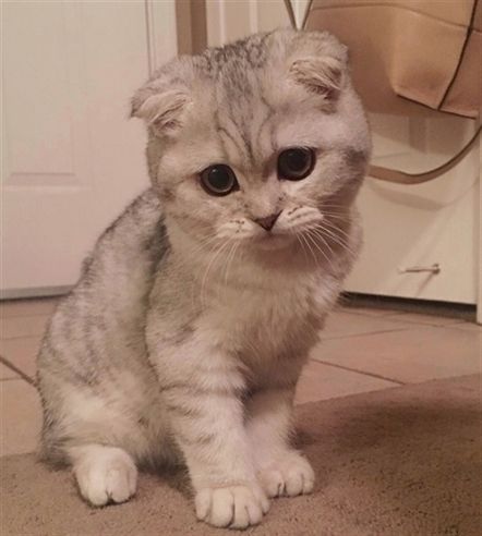 Literally me on Monday morning. 𝐒𝐜𝐨𝐭𝐭𝐢𝐬𝐡 𝐅𝐨𝐥𝐝 #cute #pet #kittens Munchkin Cat Scottish Fold, Cat Meowing, Scottish Fold Kittens, Images Cartoon, Cat Wallpapers, Wallpapers Pictures, Cat Images, Munchkin Cat, Pictures Funny