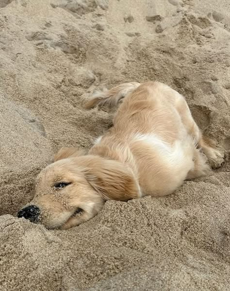 Cute Animals Puppies, Very Cute Dogs, Golden Retriever Puppy, Cute Animal Photos, Golden Retrievers, Baby Dogs, Cute Little Animals, Cute Funny Animals, The Sand