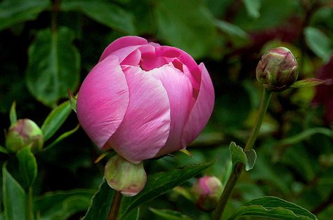 Flower References, Peony Bud, Plant Study, Peony Art, Drawing Flowers, Southern Europe, Botanical Painting, Beautiful Rose Flowers, Nature Plants