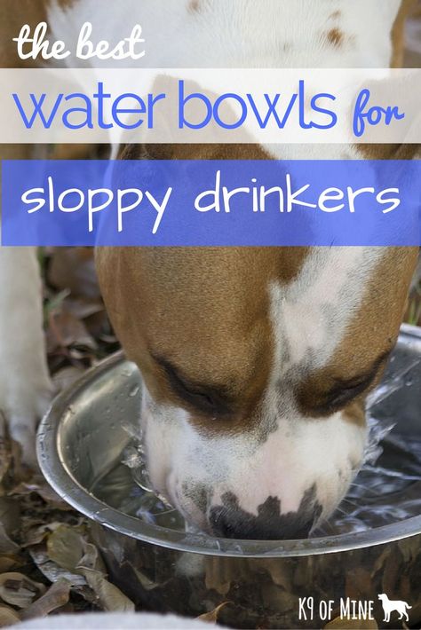 4 Best Dog Water Bowls for Sloppy Drinkers | #pets #amazing #petsy #cuteanimals #pets #amazing #petsy #petadvice #gift #giftidea  #PetProudcts Dog Feeding Station, Pet Water Bowl, Raised Dog Bowls, Dog Grooming Tips, Water Station, Multiple Dogs, Dog Water Bowls, Best Dog Training, Indoor Dog