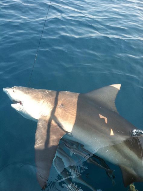 Deep Sea Private charter up to 6 fishermen. Your shark fishing adventure will be an experience of a lifetime. See what it's like to catch one of the feared fish of the ocean. Tackle, bait and fishing license is all included.    Activity Highlights  → Target sharks in the Gulf of Mexico.  → ... visit to read more   Things to do in Destin   The best  #Shark #Fishing in  #Destin #vacation #ideas