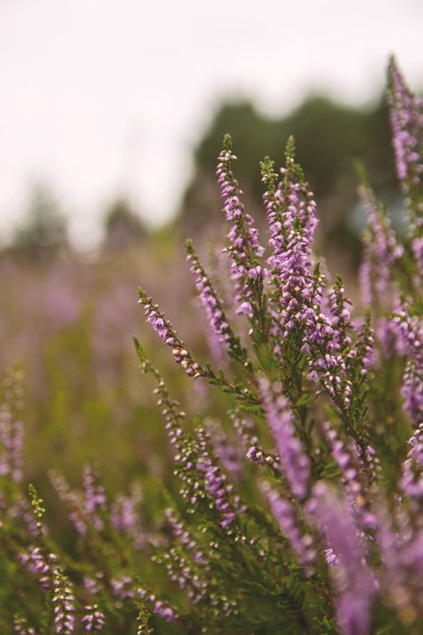 Purple Wildflowers Aesthetic, Erica Heather Plant, Scottish Wild Flowers, Heather Flower Aesthetic, Heathers Flower, Purple Heather Flower, Heather Embroidery, Wild Flowers Photography, Heather Aesthetic