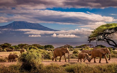 Savannah Africa, Africa Elephant, Hd Landscape, Africa Painting, African Savanna, African Jungle, Elephant Wallpaper, African Savannah, Lion Family