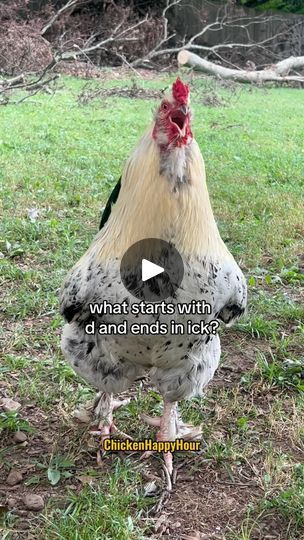 546K views · 31K reactions | 🍗🍗🍗😏

#drumstick #chicken #jokes #funnyanimals #dadjokes #rooster #chickensofinstagram #comedy #laugh #chickenhappyhour | Chicken Happy Hour Egg Jokes, Drumstick Chicken, Happy Friday Pictures, Chicken Jokes, Chicken Images, Olympic Theme, Cute Jokes, Chicken Humor, Cute Animal Pictures