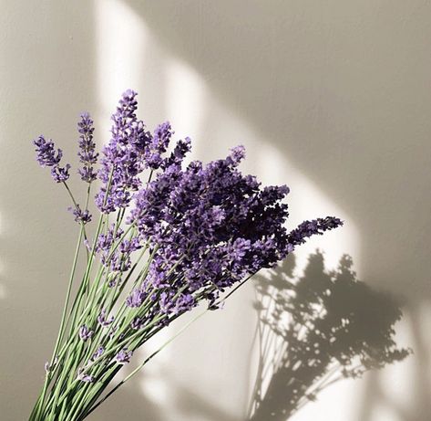 Lavender White Aesthetic, Lavender Theme Aesthetic, Lavander Aesthetics Icons, Lavender Flower Aesthetic Vintage, Lavender Bouquet Aesthetic, Aesthetic Lavender Flowers, Lavender Plant Aesthetic, Lavender Aesthetic Flower, Lavender Flowers Aesthetic