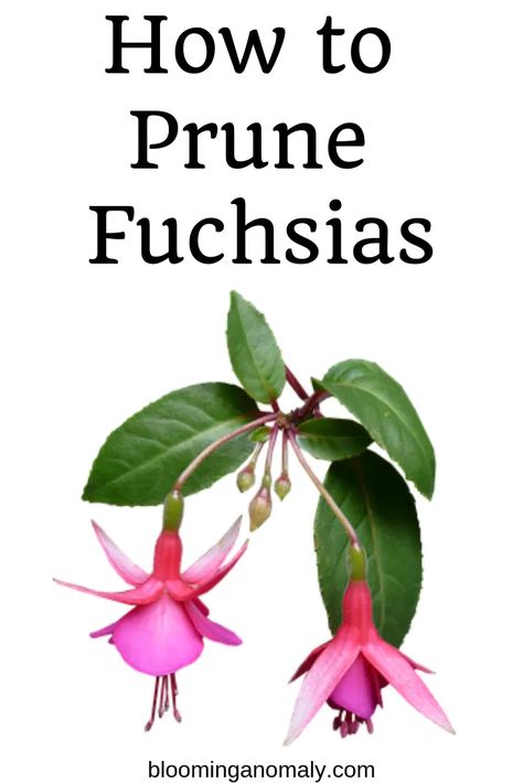 Pruning Plants, Fuchsia Plant, Diy Container Gardening, Making Plant Pots, Container Garden Design, Fuchsia Flowers, Gardening Plants, Beautiful Flowers Garden, Colorful Plants