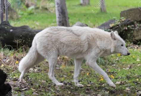 Walk Reference, Wolf Side View, Wolf Reference, Wolf Walking, Wolf Poses, Carnivorous Animals, Walking Poses, Wolf Running, Wolf Photography