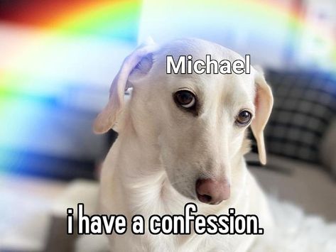 Dog Reaction Pic, Inspirational Horse Quotes, Reaction Pic, Horse Quotes, Silly Dogs, Know Your Meme, Dog Memes, Reaction Pictures, Mood Pics