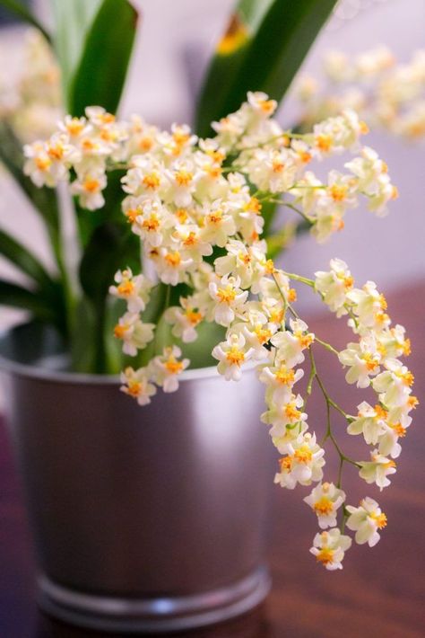 Oncidium Twinkle, Oncidium Orchid, Year Round Flowers, Plant Parenthood, Oncidium Orchids, Amazing Plants, Green Orchid, Orchid Garden, Dendrobium Orchids