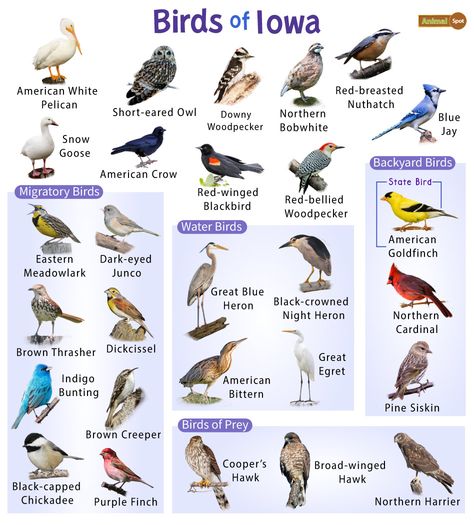 List of Common Birds Found in Iowa – Facts with Pictures Galapagos Islands Animals, Birds Species, Animals With Antlers, Omnivorous Animals, Different Types Of Birds, Oviparous Animals, Poisonous Animals, Melanistic Animals, Backyard Birds Watching