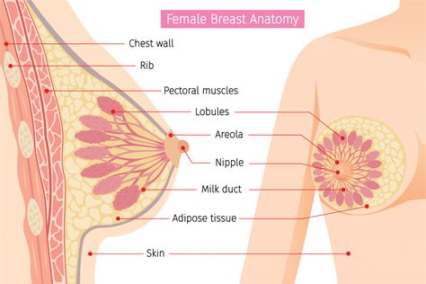 Understanding Breast Density | Western Missouri Medical Center Breast Anatomy, Educational Chart, Body Diagram, Pectoral Muscles, Mammary Gland, Human Body Anatomy, Adipose Tissue, Skin Tissue, Breast Health