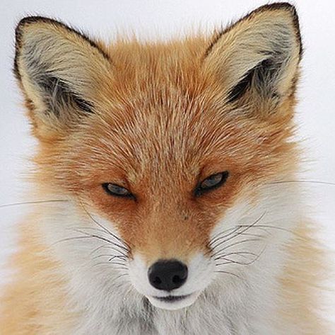 Fox Face, Fox, Photography