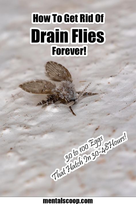 Fruit Flys How To Get Rid Of In Drain, Knats Killer Diy Drain, How To Get Rid Of Drain Flies In House, Sewer Flies How To Get Rid Of, How To Get Rid Of Drain Gnats, How To Get Rid Of Fruit Flies In Drain, Drain Fly Remedy, Drain Flies How To Get Rid Of, Get Rid Of Flies In House