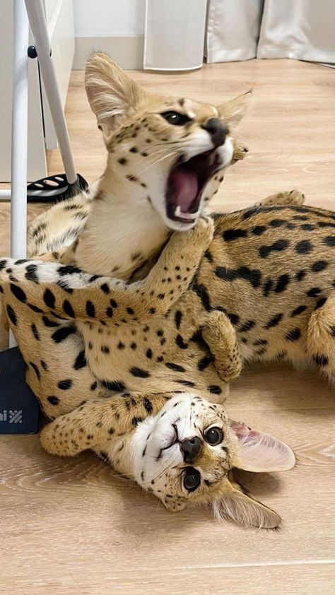 Кошка . Кошки . Коты . Кот . Кошка . Cat . Cats . Serval Cat Domestic, Serval Cat, Savannah Kitten, Small Wild Cats, Serval Cats, Silly Cats Pictures, Cute Cats Photos, Cheetahs, Silly Animals