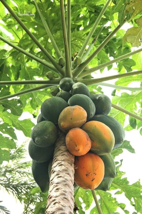 Papaya Images, Tropical Fruit Photography, Fruit Juice Brands, Vegetables Pictures, Agriculture Photography, Fruits And Vegetables Pictures, Papaya Tree, Food Forest Garden, Vegetable Pictures