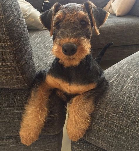 15 Reasons Why You Should Never Own Airedale Terriers | Page 2 of 4 | PetPress Airedoodle Dogs, Airedale Terrier Grooming, Airdales Puppies, Airedale Puppy, Airedale Terrier Puppies, Adopt A Puppy, Puppy Fever, Airedale Dogs, Dog Feeding Station