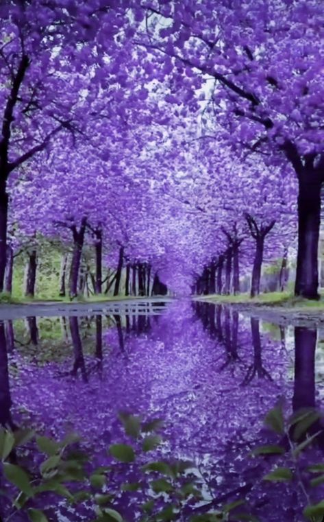 Scenic Backgrounds, Beautiful Views Nature, Jacaranda Tree, Wisteria Tree, Purple Wisteria, Beautiful Landscape Photography, Purple Trees, Beautiful Art Pictures, Wallpaper Nature Flowers