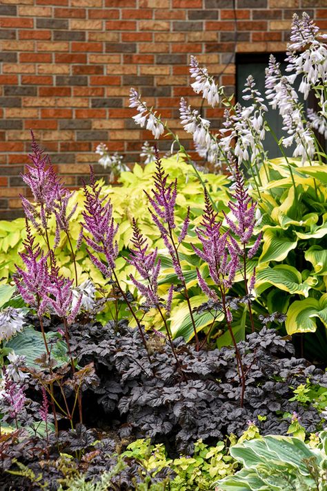 Astilbe Dark Side Of The Moon, Dark Side Of The Moon Astilbe, Astilbe Chocolate Shogun, Proven Winners Perennials, Moon Plant, Dark Foliage, Strange Flowers, Plant Varieties, Garden Inspo