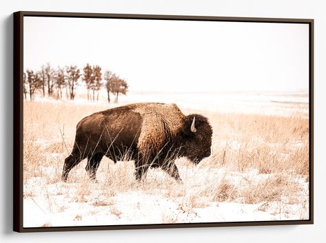 Bison pictures