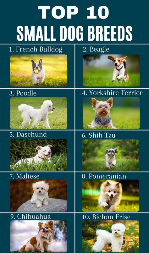 Dogs Small Breed, Cute Small Breed Dogs, Cute Small Pets To Have, Different Dog Breeds Pictures, Small To Medium Dog Breeds, Small Dog Breeds Low Maintenance, Small Dogs That Dont Shed, Small Dog Aesthetic, Dogs That Stay Small