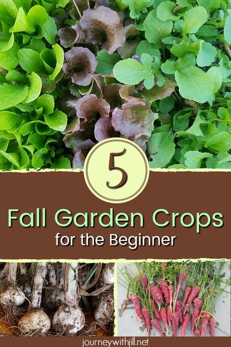 Even if you're new to gardening, you may be interested in planting a fall garden. Here are 5 ideas on which vegetables you can easily plant either in the ground bed or raised beds. Though these are my favorite varieties in the south (Zone 7), you can easily adapt these suggestions for other climates as well. #fallgarden #gardening #vegetablegarden #raisedbeds Ground Bed, Garden Planning Layout, Integrated Pest Management, First Garden, Garden Goals, Florida Gardening, Zone 7, Beginner Gardening, Fall Gardening