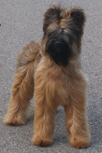 Briard Breeder - A place where Briard puppies live - Phteven Dog, Briard Puppies, Briard Dog, Scottish Deerhound, Dogs Stuff, Dogs Grooming, Dogs Breeds, Dog Pics, About Dogs