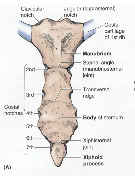 Anterior View of the Sternum anatomy image                                                                                                                                                                                 More Thorax Anatomy, Skeletal System Anatomy, Anatomy Images, Anatomy Bones, Forensic Anthropology, Gross Anatomy, Basic Anatomy And Physiology, Nursing School Survival, Skeletal System