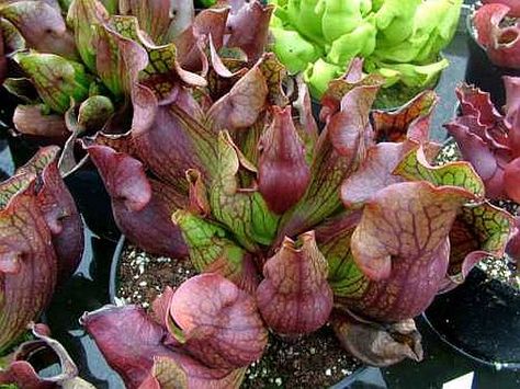 Sarracenia purpurea var purpurea Switzerland giant pitcher plant graines Sarracenia Purpurea, Bog Plants, Purple Shades, Pitcher Plant, Water Gardens, Plant Seeds, Mini Greenhouse, Tap Water, Carnivorous Plants