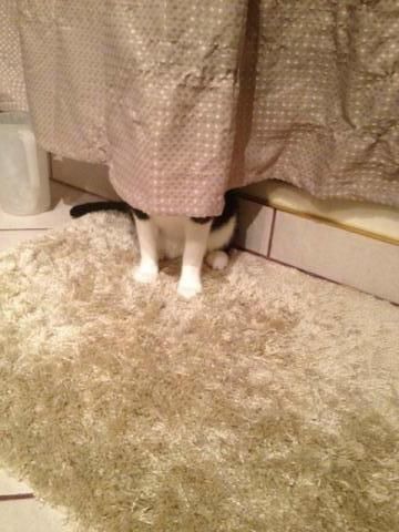 16 Cats That Are Good At Hiding | Cuteness Sneaky Cat, Ninja Cats, Cat Playground, Cat Hiding, Cute Little Kittens, Silly Cats Pictures, Animals Friendship, Cute Cats Photos, Sketch A Day