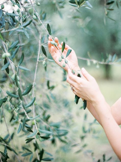 Goddess Wedding, Being In Nature, Green Weddings, Olive Grove, Fine Photography, Sage Green Wedding, European Wedding, Tuscany Wedding, Olive Tree