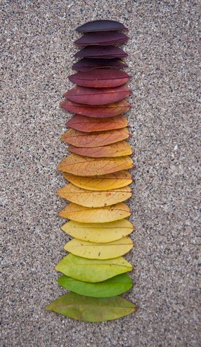 Love this natural rainbow of leaves! Things Organized Neatly, Ephemeral Art, Andy Goldsworthy, Collection Ideas, Nature Crafts, Colorful Leaves, Natural Forms, Leaf Art, Environmental Art