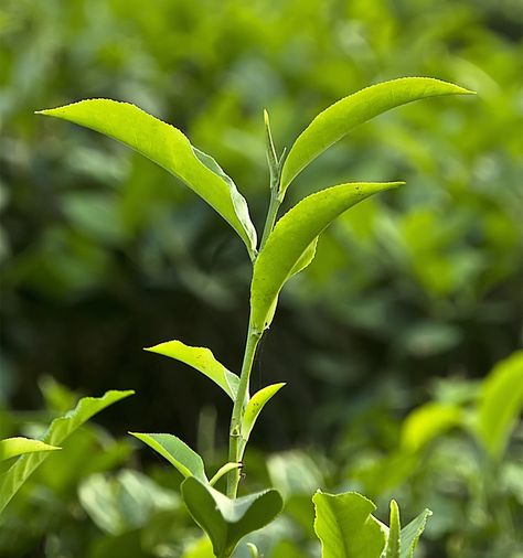 Tea plant – Camellia sinensis — Science Learning Hub Tea Leaves Illustration, Granola Life, Matcha Green Tea Latte, Green Tea Leaves, Natural Tea, Science Learning, Tea Plant, Green Tea Latte, Camellia Sinensis