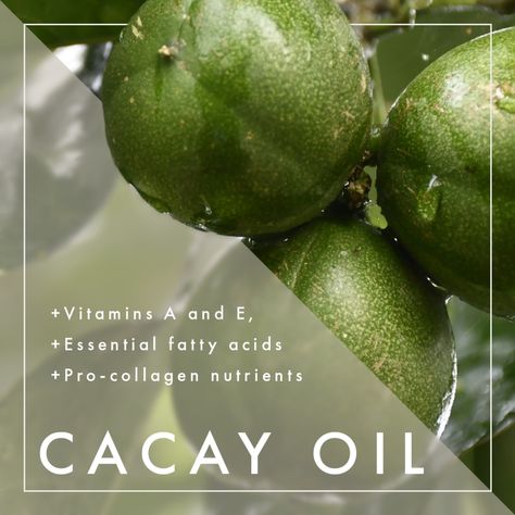 At the heart of all CACAYE Fermented Beauty products is CaCay Oil – a precious nut oil native to the Amazon that is rich in essential fatty acids and vitamins, making it a true skincare powerhouse. Applied daily, CaCay oil is miraculous – improving the appearance of wrinkles, fine lines, dryness, dullness, discoloration, and uneven skin tone. 🌰 #tryCACAYE #CaCayOil Cacay Oil, Essential Fatty Acids, Uneven Skin, Uneven Skin Tone, The Amazon, Fatty Acids, Skin Tone, Skin Tones, Beauty Products