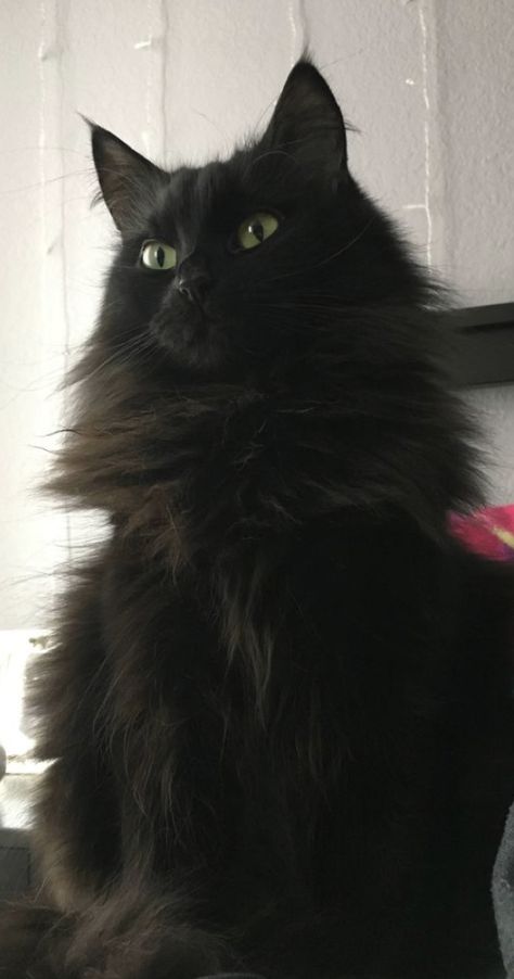 Black Mainecoon Cat, Fluffy Black Cat, Cute Cat Names, Black Cat Aesthetic, Dream's Cat, Hairless Cat, A Black Cat, Black Kitten, Cute Black Cats