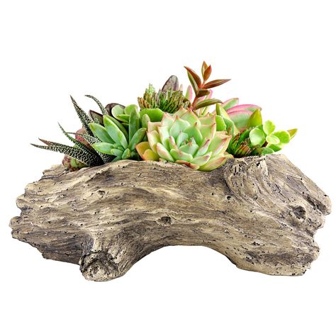 PRICES MAY VARY. Durable Resin Construction: Made from premium resin for long-lasting use as indoor or outdoor planters. Compact Size: Measures 4.3" x 9.2" x 3.5" to accommodate soil and plants. Bottom Drainage Hole: Designed with a drainage hole to prevent overwatering and root rot. Decorative Style: Features a unique stump shape and solid painted finish to add visual interest. Great Gift Idea: An ideal present for gardening enthusiasts to decorate their home or yard. Aclema Stump Plant Flower Air Plants Diy, Driftwood Planters, Flower Cactus, Indoor Flower Pots, Garden Vases, Succulent Planters, Wood Planter, Cactus Pot, Unique Planter