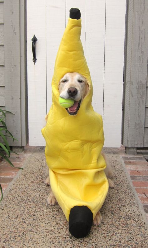 banana with a ball Banana Costume, Dog Outfits, Dog Halloween Costumes, Labrador Dog, A Banana, Dog Costumes, Dog Costume, Pet Costumes, Dog Halloween