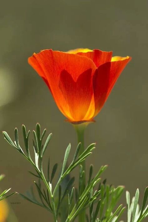 Fleur Orange, Airbrush Art, California Poppy, Orange Flower, E Card, All Flowers, Exotic Flowers, Kingfisher, Flower Beauty