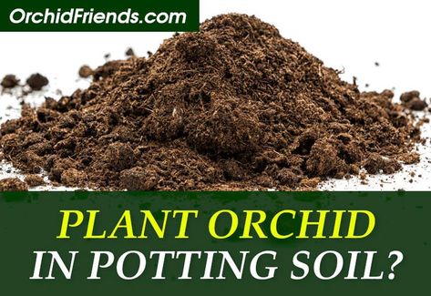 Planting Orchids, Orchid Soil, Diy Orchids, Orchid Nursery, Orchid Potting Mix, Ground Orchids, Repotting Orchids, Orchid Plant Care, Jewel Orchid