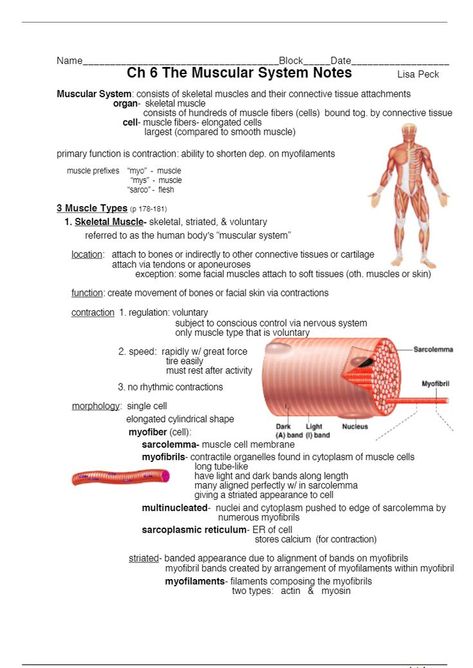 Ch 6 The Muscular System - notes + diagrams The Muscular System Anatomy, Anatomy And Physiology Notes Muscles, Muscles Notes Anatomy, Muscle Notes Anatomy, The Skeletal System Notes, Free Anatomy And Physiology Study Printables, Muscular Tissue Notes, Musculoskeletal System Nursing Notes, Muscular System Anatomy Notes