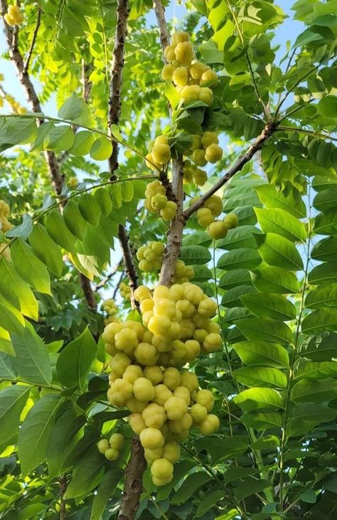 Gooseberry Tree, Fruits And Vegetables Pictures, Food Forest Garden, Types Of Berries, Vegetables Photography, Vegetable Pictures, Aesthetic Objects, Fruits Photos, Fire Photography