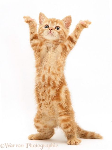 I love the YMCA! Kitten Dancing, Tabby British Shorthair, Silly Animal Pictures, Pet Advertising, Cat Tattoo Design, Cats Tattoo, Colorful Hairstyles, Ginger Kitten, Dancing Animals