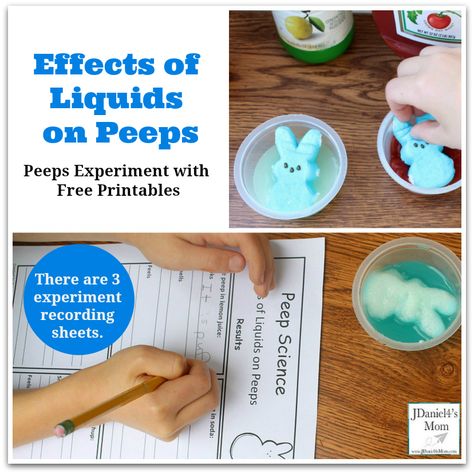 Peeps Experiment with Free Printables- Effects of Liquids on Peeps - This post offers three result recording sheets. Activities For Middle Schoolers Fun, Peeps Experiment, Peeps Science Experiment, Color Changing Flowers, Easter Stem, Easter Science, Easter Preschool, Kids Science, Printables For Kids