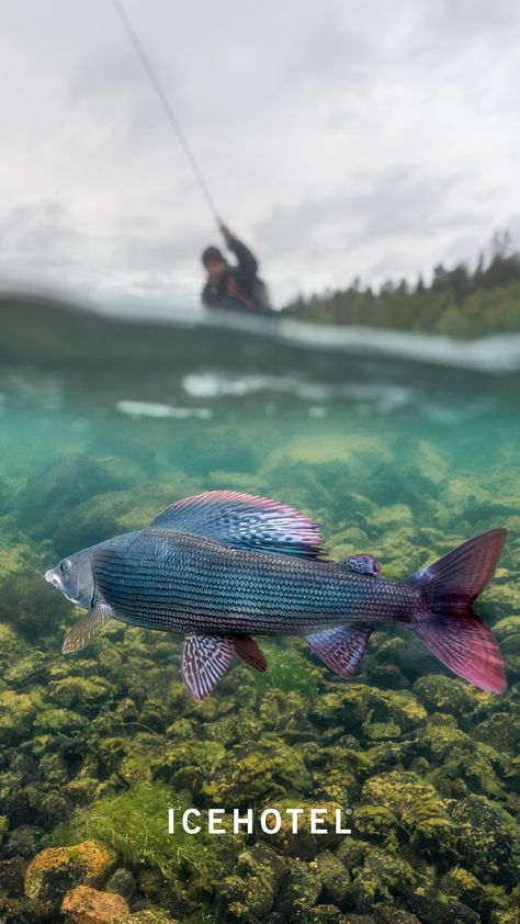 Grayling Fish, Nevada National Parks, Fish Chart, Fishing Photos, Fishing Photography, Wilderness Camping, Fishing Pictures, Fish Wallpaper, River Fishing