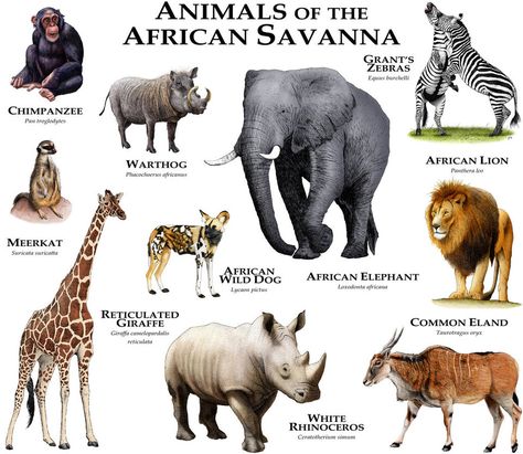 Fine art illustration of various species of animal native to the savannas of Africa Savanna Biome, Savannah Animals, Savanna Animals, African Savanna, Animals Information, African Savannah, Africa Animals, Animal Poster, List Of Animals